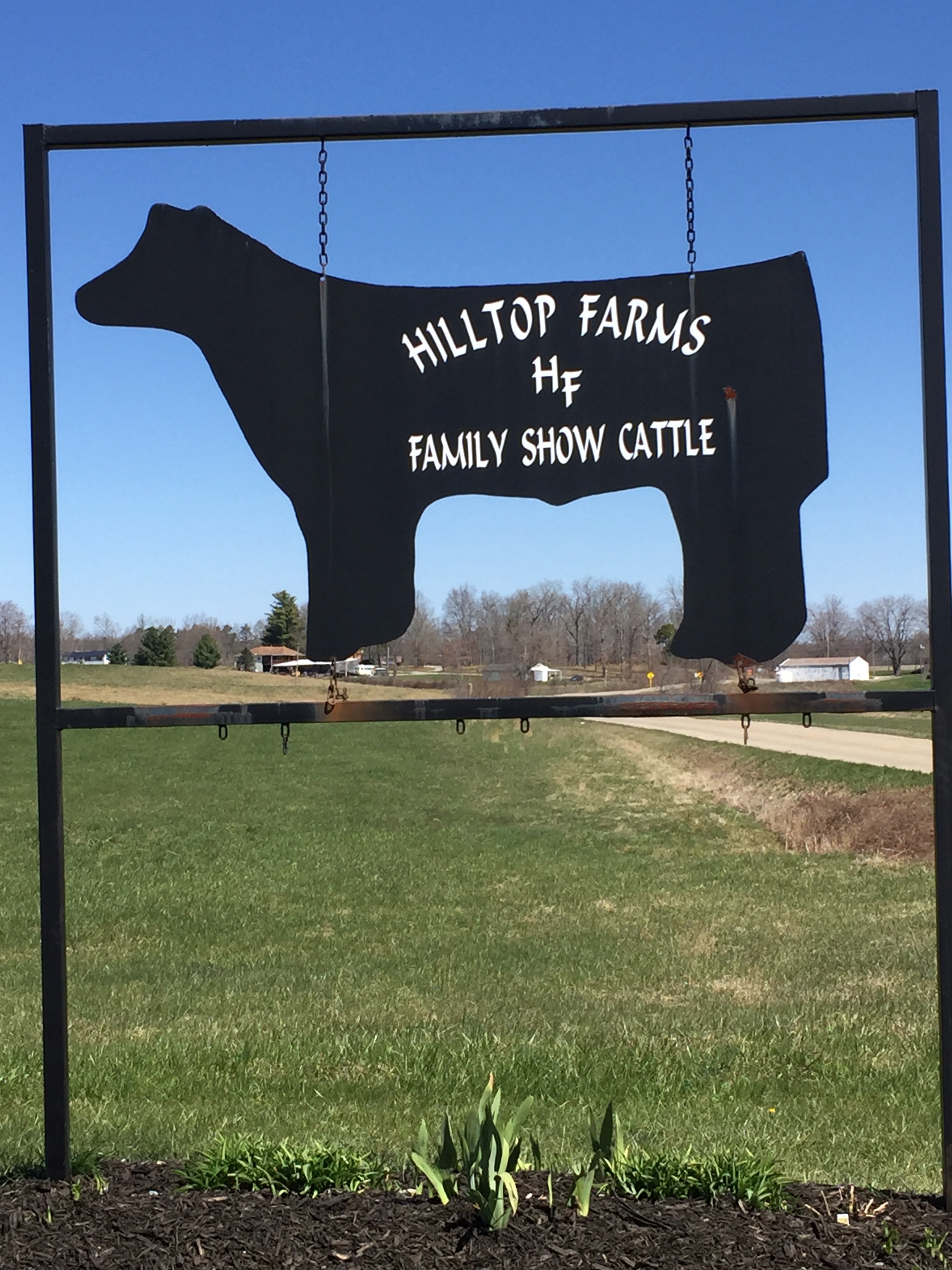 Hilltop Farms Show Cattle Ohio Competitive Edge