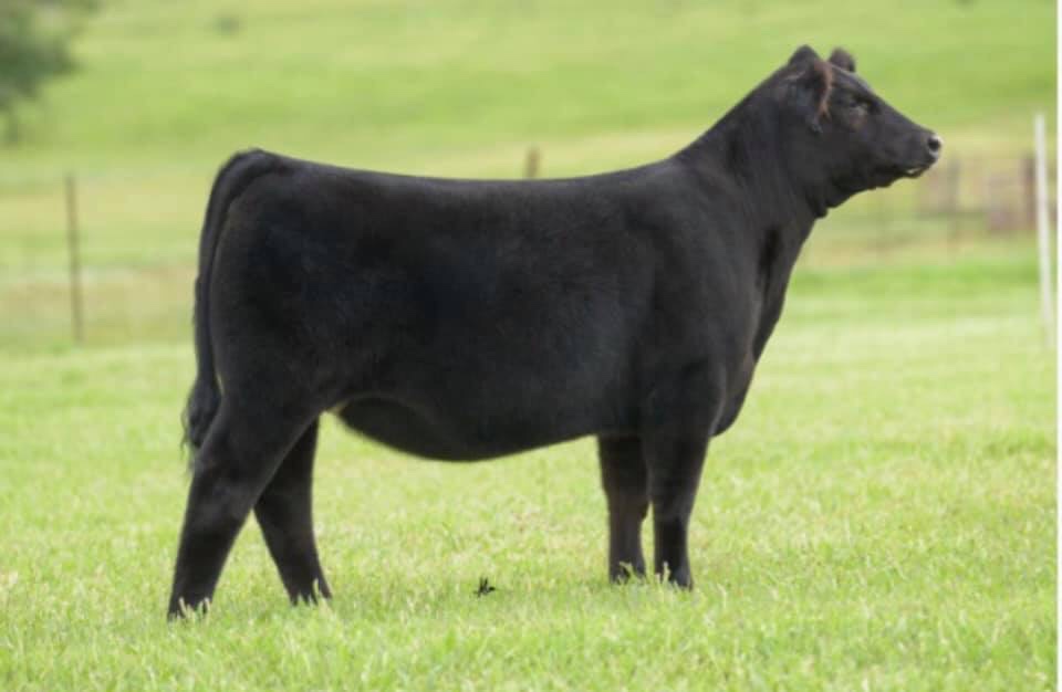 From Chase Ratliff – Kansas | Competitive Edge Genetics